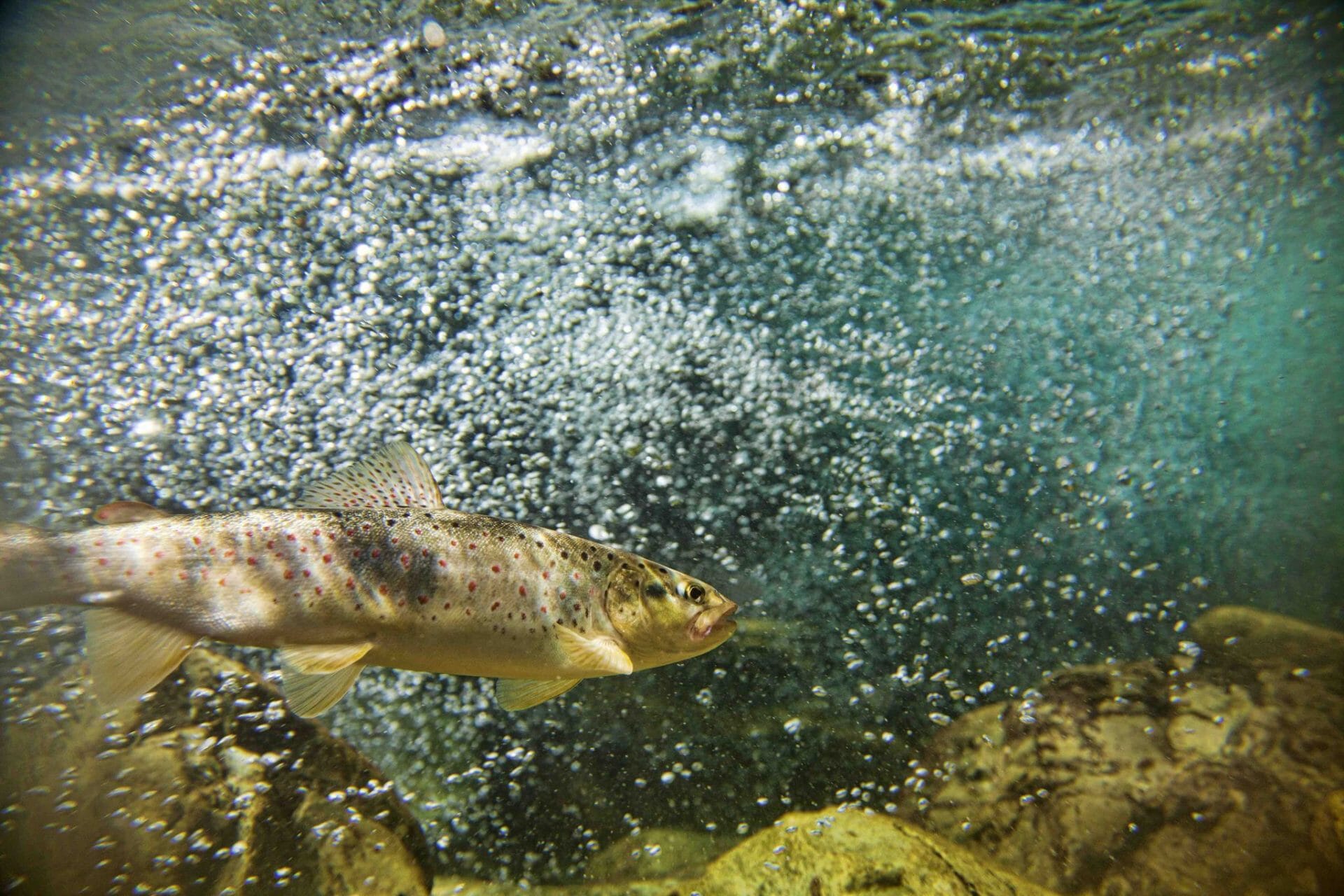 Trout in water with bubbles