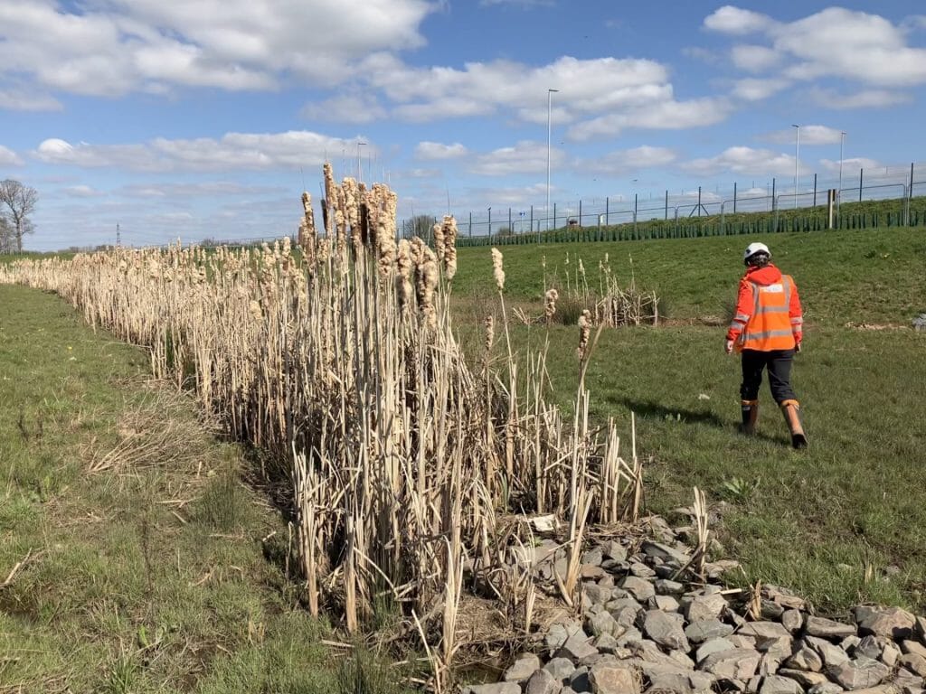 These reeds naturally self seeded in the Silt Mat and Floc Mats and act as a polishing channel