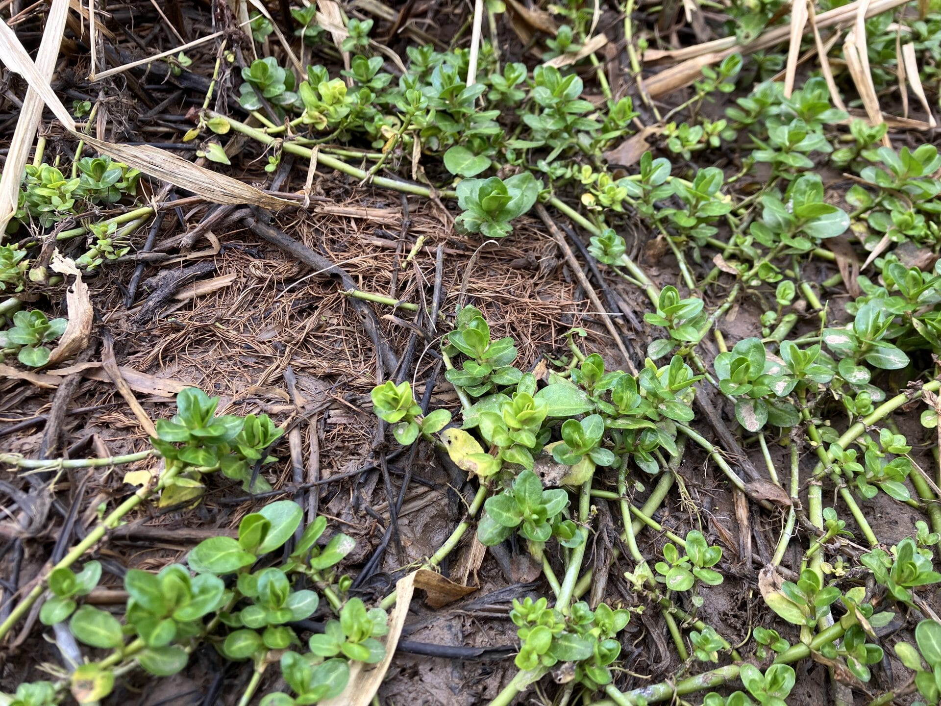 Reuse mats to bring biodiversity gains and reduce disposal costs on your site