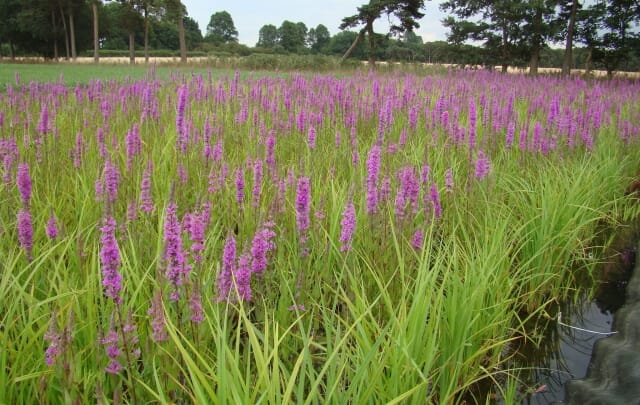 Salix nursery