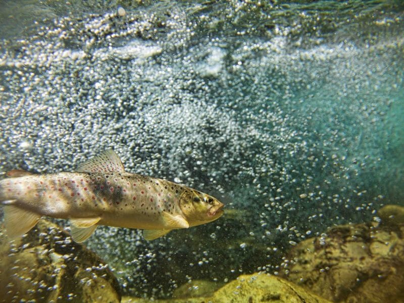 Trout-in-water-with-bubble-800x600
