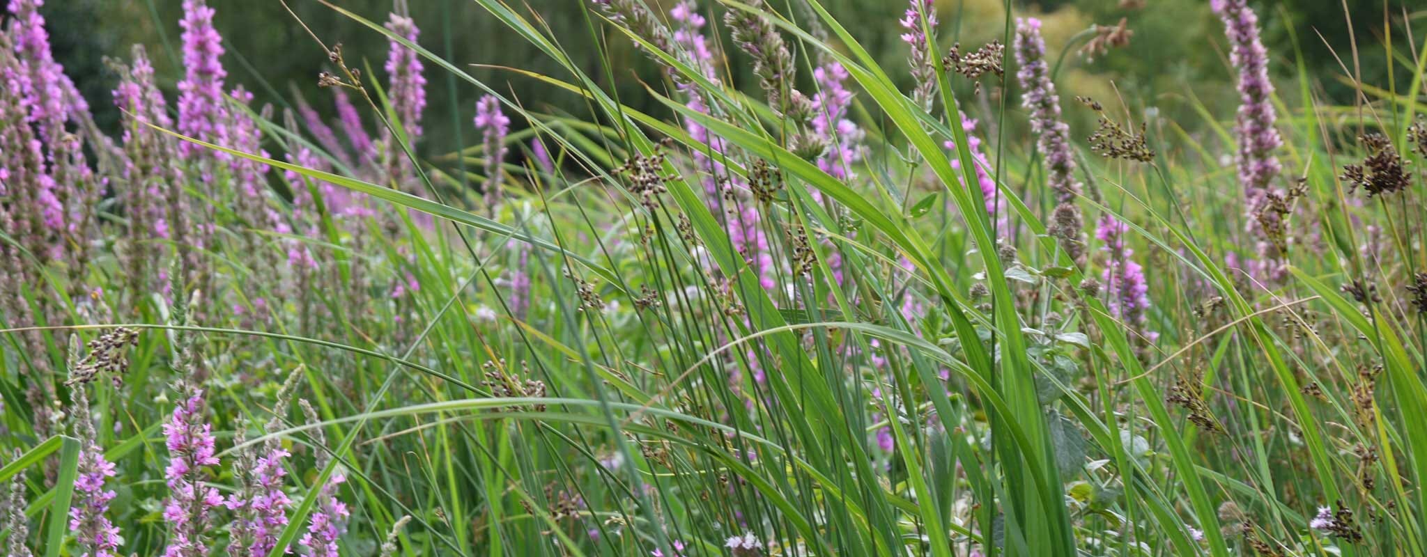 Wetland-planting-specification