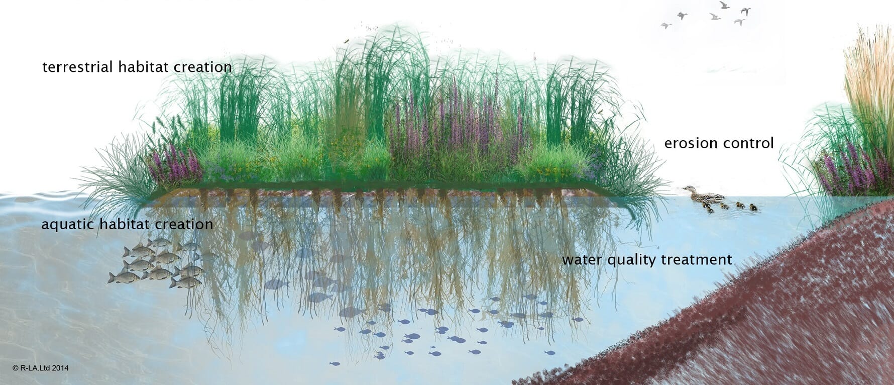 Floating wetland X-Section